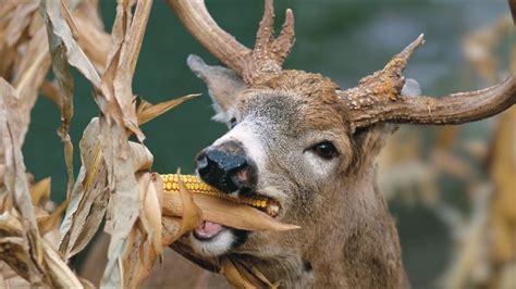 Deadly Dust: Corn Attractant for Deer that Works - YouTube