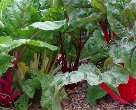 15 No-Fuss Plants for the Fall and Winter Vegetable Garden | Winter ...