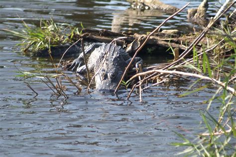 PICT0556 | Alligator from Anhinga Trail boardwalk | netdeba | Flickr