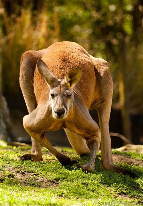 Male (boomer) red kangaroo. | Animals beautiful, Australian animals, Baby animals