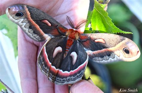 HOW YOU CAN HELP THESE GINORMOUS GORGEOUS MOTHS MAKE A COMEBACK! – Good Morning Gloucester