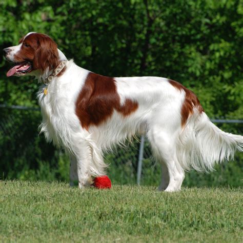 Irish Red and White Setter Breed Guide - Learn about the Irish Red and White Setter.