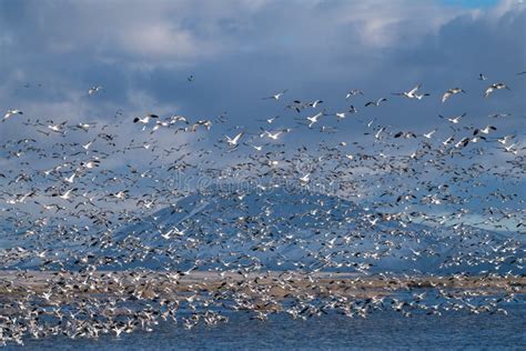 Snow Geese Migration stock image. Image of migrating - 163912157