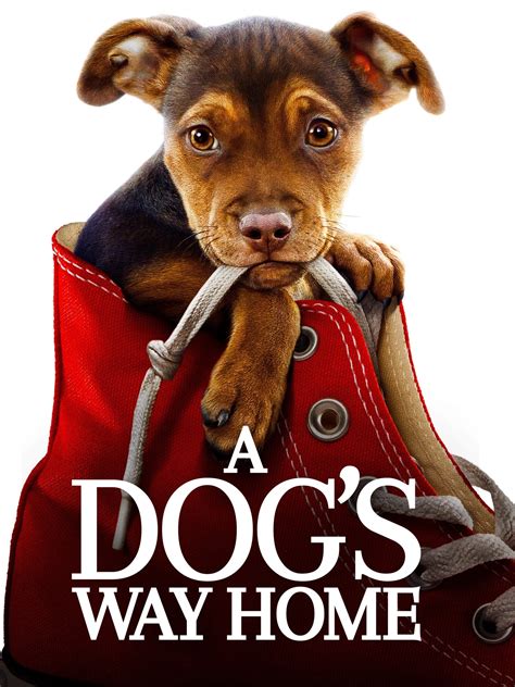 A Dog's Way Home: Official Clip - Hit by a Car - Trailers & Videos - Rotten Tomatoes