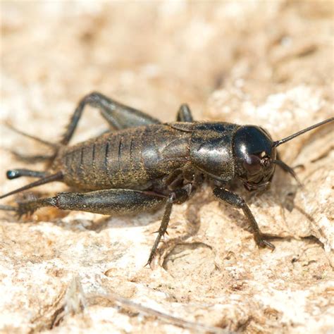 How to Get Rid of Crickets | Family Handyman