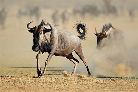 Animals Of The Kalahari Desert - WorldAtlas