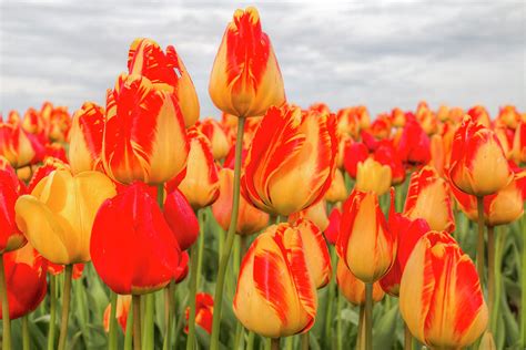 Fiery Flowers Photograph by Kristina Rinell - Fine Art America