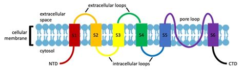 Investigating the Roles of TRP Channels in Nociception and Analgesic ...