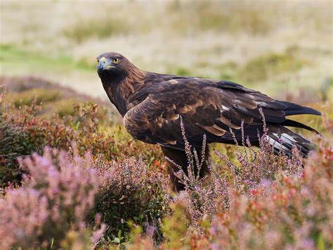 Where Do Golden Eagles Live? (Habitat + Distribution) | Birdfact