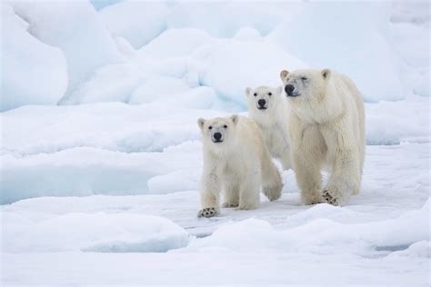 Ours polaire : faits, enjeux, actions | WWF.CA