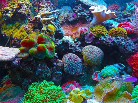 Quick SPS and LPS Guide | Coral Reefs | The Algae Lab - AlgaeBarn