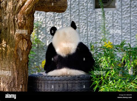 A giant panda in captivity Stock Photo - Alamy