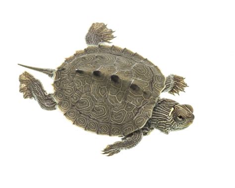 False Map Turtle (Graptemys pseudogeographica) - Species Profile