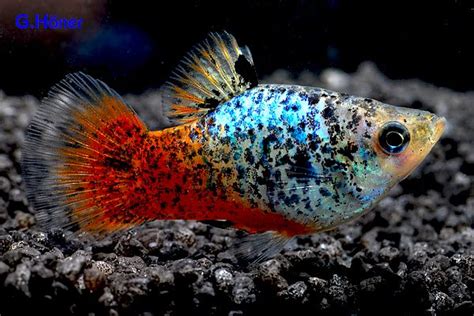 Calico Platy. This strain could almost get me to keep platies ...