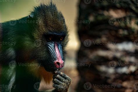 Mandrill Monkey portrait on sky background 17363310 Stock Photo at Vecteezy