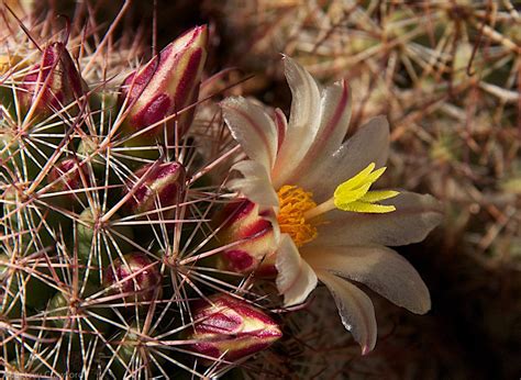 Cactus flowers - The Soul of the Earth