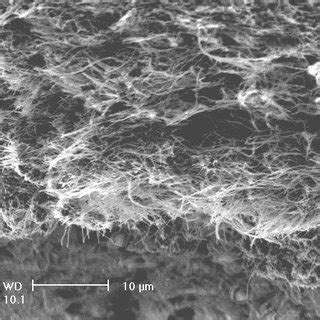 SEM micrographs of the carbon nanofiber reinforced polymer composites... | Download Scientific ...