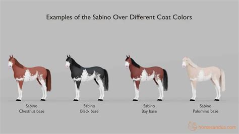 What is a Sabino Horse? Traits, Breeds, and more