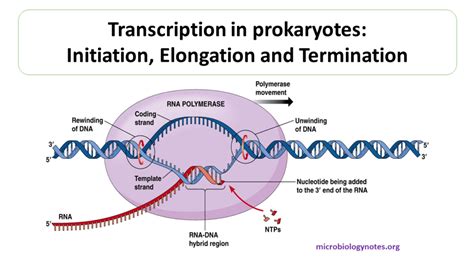 Transcription in prokaryotes: Initiation, Elongation and Termination | Prokaryotes, Dna ...