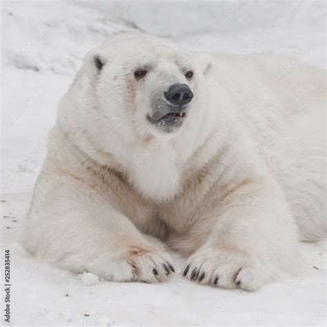 Stands up threateningly Powerful polar bear lies in the snow, close-up ...