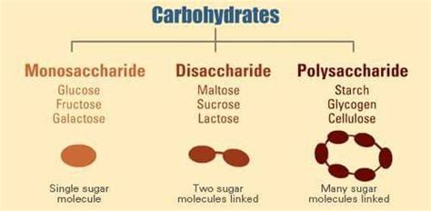 Pin by Doris Berry on Recipes | Biochemistry, Carbohydrates, Organic ...