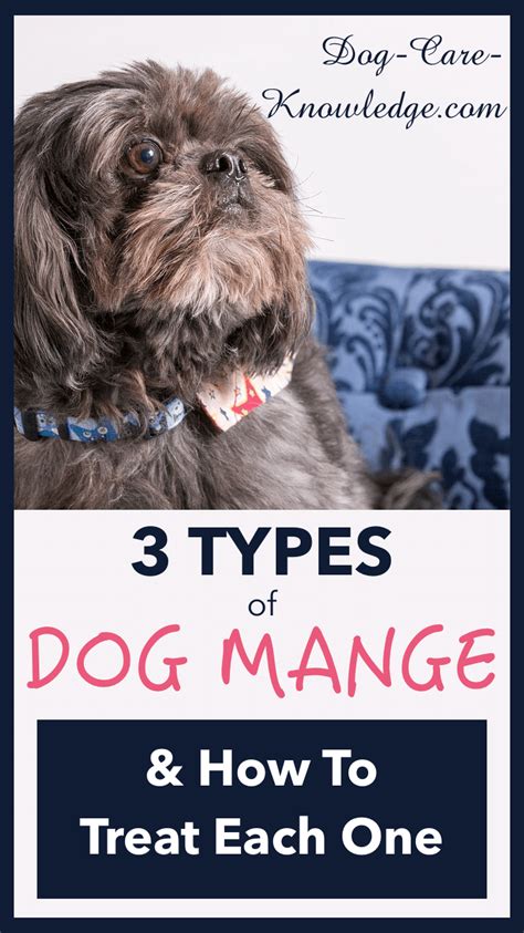 3 Types Of Dog Mange You need to know now