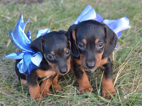 Ten Waters Miniature And Toy Dachshunds - Dachshund Puppies For Sale