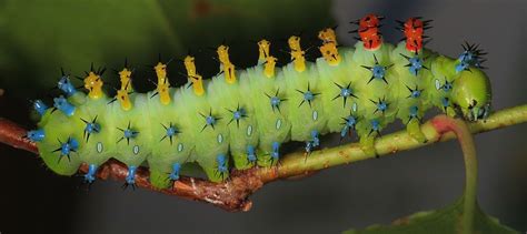 Riding the Wind: Storms Transport Rare Moths to Midwest