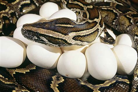 How Often Do Burmese Pythons Lay Eggs? - ReptileStartUp.com