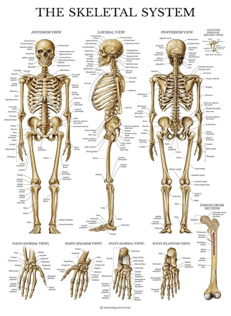 Palace Learning Laminiertes Skelettsystem-Poster, menschliches Skelett-Diagramm, 45,7 x 61 cm ...