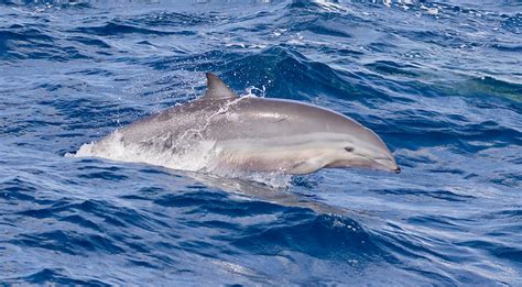 Fraser's Dolphins (Lagenodelphis hosei) - a photo on Flickriver