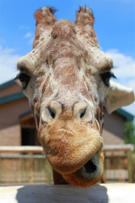 Cheyenne Mountain: List Of Animals At Cheyenne Mountain Zoo