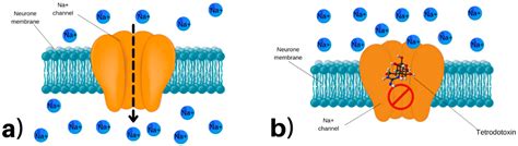 Marine Drugs | Free Full-Text | An Updated Review of Tetrodotoxin and Its Peculiarities