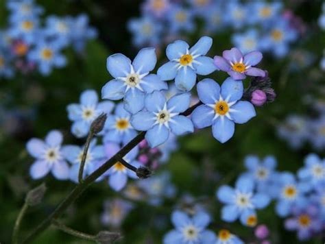 Blue Wildflower Guide