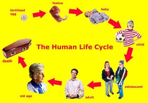 cycle of life for children | lifecycle human.jpg | Human life cycle ...