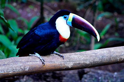 White - throated Toucan - Legit Bird For Sale