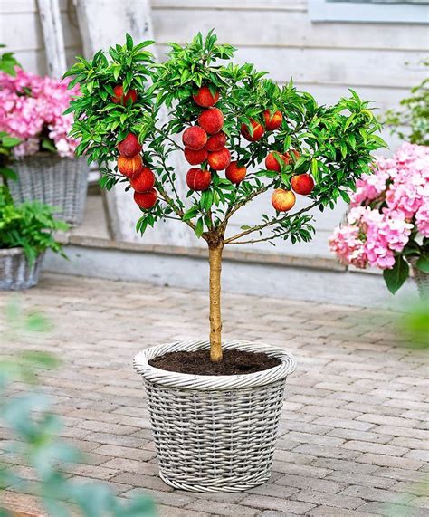 Top 10 Fruits You Can Grow in Containers | Dwarf fruit trees, Dwarf peach tree, Potted trees