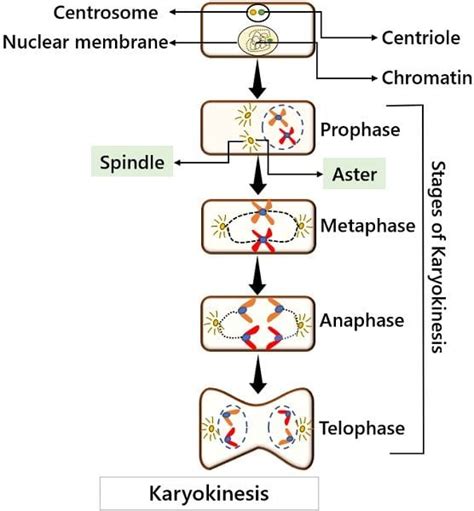 Difference Between Cytokinesis and Karyokinesis (with Comparison Chart ...