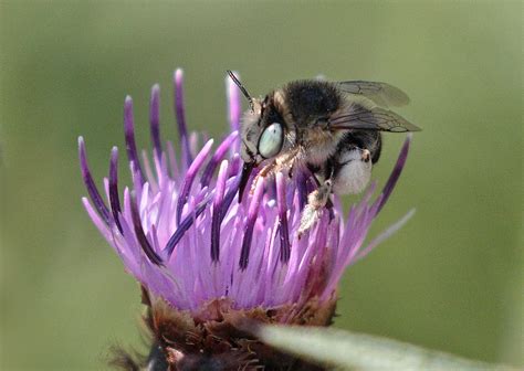 Green-eyed Flower Bee | Allan Chard | Flickr