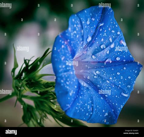 Blue Morning Glory flower with morning dew, extreme closeup Stock Photo ...