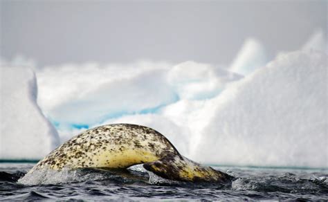 The Story Of A Migrating Narwhal | Arctic Kingdom