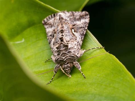 What is the peppered moth evolution, and why is it so important? - A-Z ...