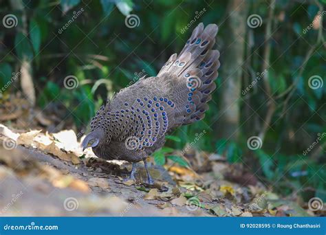 Grey Peacock Pheasant`s Family Stock Image - Image of pheasants ...