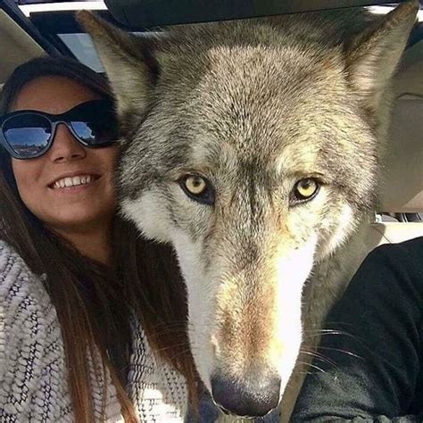 10 Wolf-Like Dogs That Are Actually Just Big Floofs - MetroNews