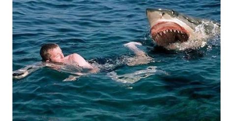 Jaws 3 Movie Review | Common Sense Media