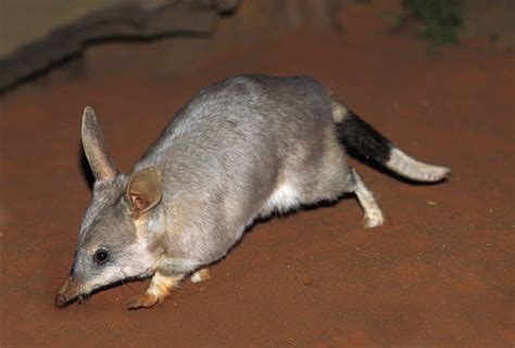 10 Incredible Bilby Facts - WikiPoint - Wiki Point