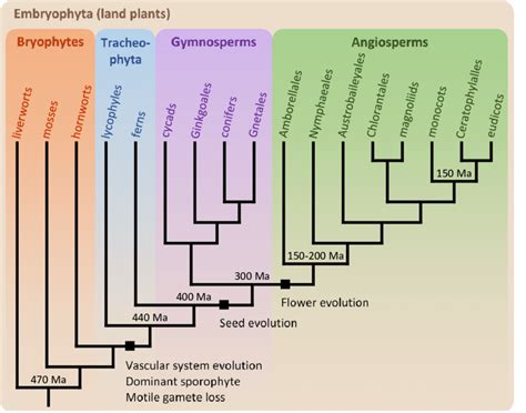 Phylogenetic tree showing the relationship between extant bryophytes ...