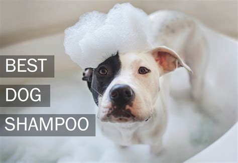 Top 7 Best Dog Shampoos [Buyer’s Guide For 2017] | MySweetPuppy.net