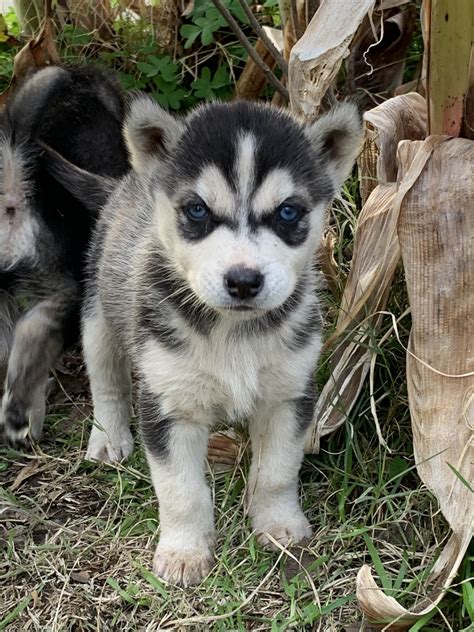 Siberian Husky Puppies For Sale | Woodlake, CA #321965