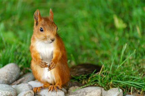 Premium Photo | Cute red squirrel Animal in nature habitat